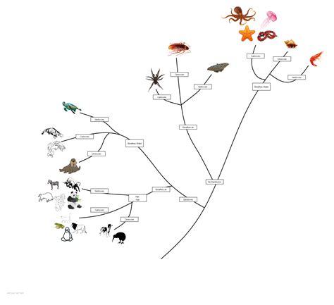 5 Free Blank Phylogenetic Tree Templates