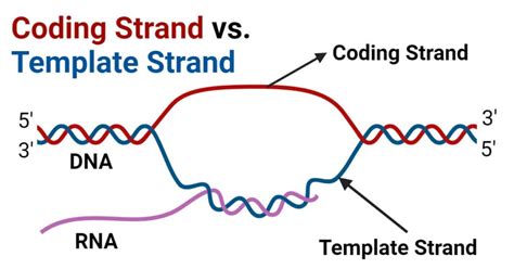 5 Ways Coding Beats Template Strand