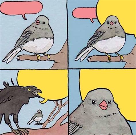 Annoying Bird Meme Template: Funniest Designs To Use