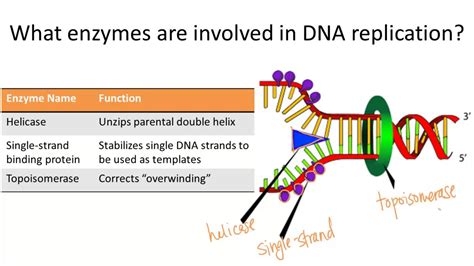 Atp Fuels Dna Unwinding: Enzymes Role Explained