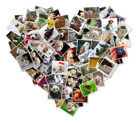 Create A Stunning Heart Photo Collage In 5 Easy Steps