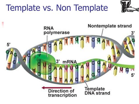 Dna Replication: Template Vs Non-Template Strand Explained