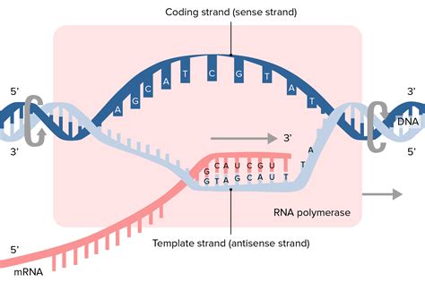 Rna Template For Synthesis