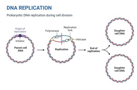 Semiconservative Replication: Understanding The Template Role