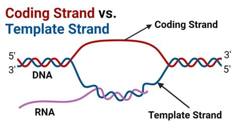 Understanding Coding And Template Strands: Key Differences